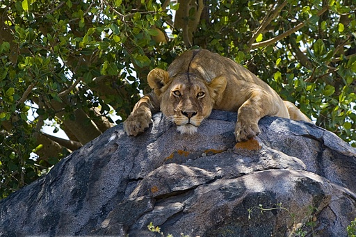 Safari nord Tanzanie & Zanzibar